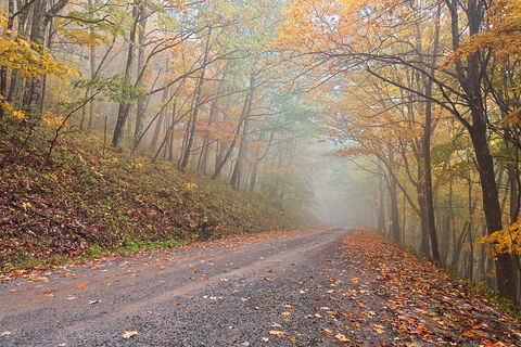 Misty road through an autumn forest