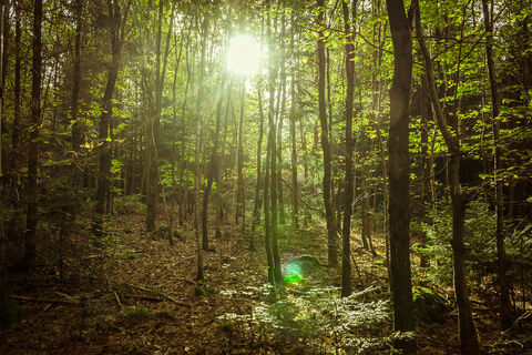 Sunlight breaking through a green forest