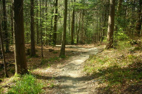 Trail through a spring forest