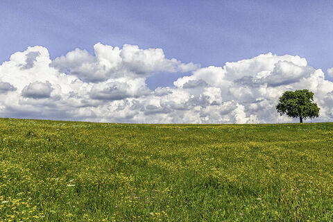 Lone tree on a green field