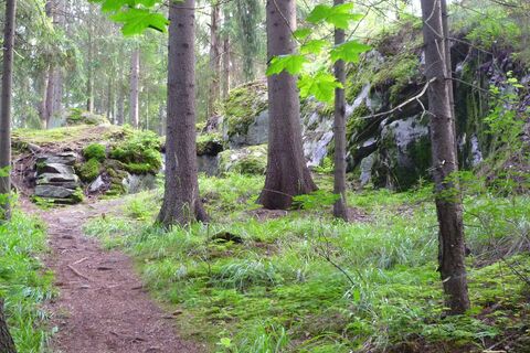 Narrow trail between pines and boulders