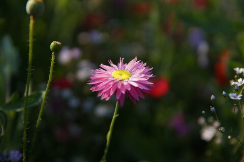 Pink everlasting flower in a meadow