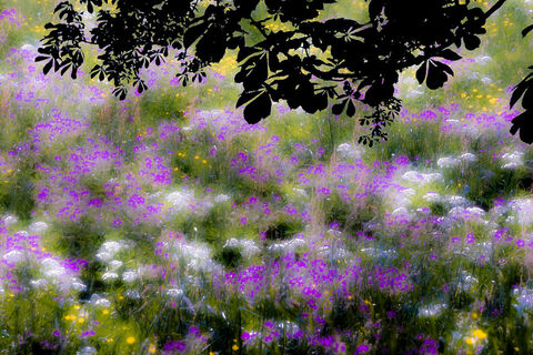 Purple blossoms under a tree