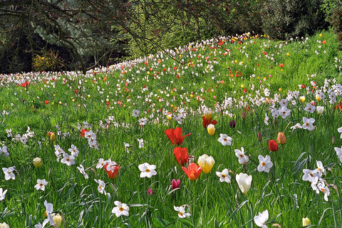 Meadow full of tulips
