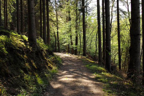 Woodland path in the afternoon sun