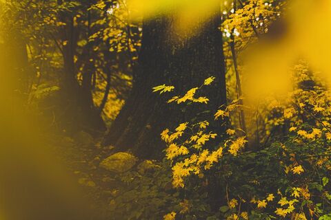 Yellow leaves in soft autumn light